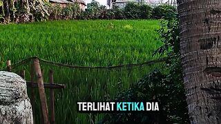 Sawah 7