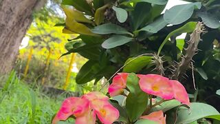 A Peaceful Moment in Nature 🌸🌿 | Beautiful Flowers & Birds Singing | Relaxing Nature Sounds