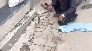Caught cobra Snake