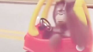 HE REALLY CHASED THEM
