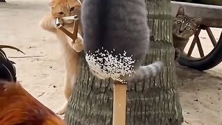 Cat cute 28