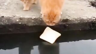 How to catch fish in the river