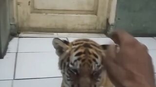 Ada Yang Mau gak Nih kucing hutan Gak sanggup ngasih Makanya