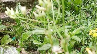 Wild flowers