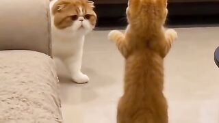 Cat with the friends