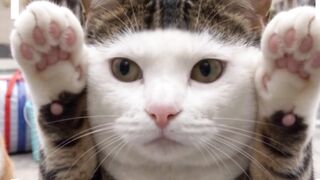 The First Night Living Together… Then the Thunder Started! 🐱⛈️ | Cute & Relaxing Cat