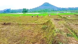 Serene Paddy Fields & The First Seeds