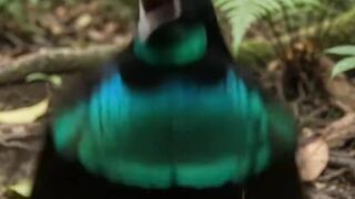 Bird endemic of papua island Indonesia