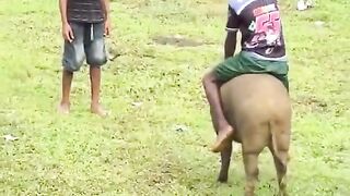 Funny videos