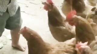 Funny videos