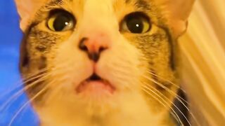 Cat   crying