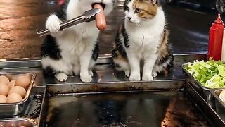 Cat eating with friends