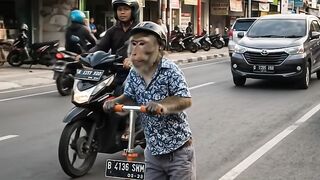 Monyet bermain skuter dijalan raya