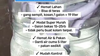 The Advantages of Cultivating Catfish in Gallons