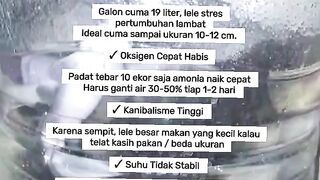 Disadvantages of Cultivating Catfish in Gallons