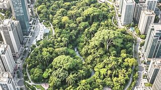 The transformation of a forest in the heart of a majestic city Part 9