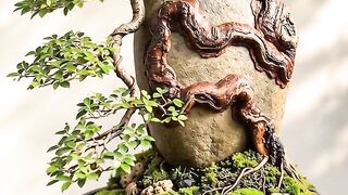 Bonsai in the stone