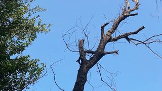 One Dry Tree Among the Green 🌳🌿 | Beautiful Contrast in Nature | Peaceful Scenery