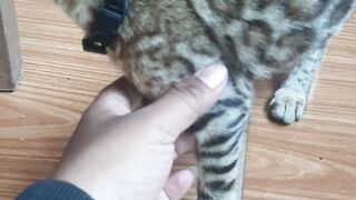 Beautiful cats american
