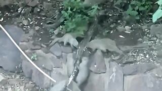 Animal 93