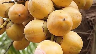 Jelly palm fruit