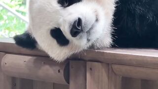 Animals 93