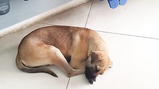 Cachorro 19