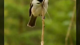 Incredible Penduline Tit Bird Weaving Its Hanging Nest - Nature's Master Architect