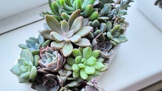 Succulent arrangement in porcelain box