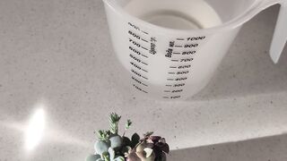 Plants watering tips