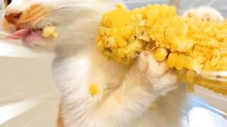 cat eating corn 2