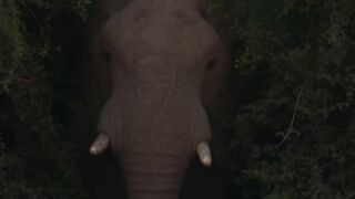 Gajah besar