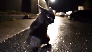 Cat amazing