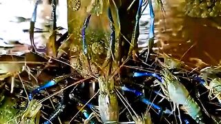 The moment thousands of giant freshwater prawns came ashore during heavy rain 😱
