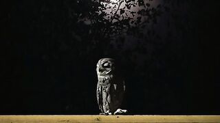 Owl Bird 2