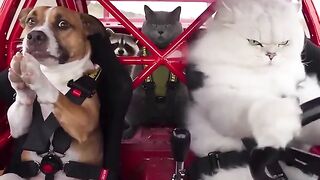 dog car racing