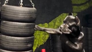 dog boxing training