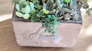 Succulent terrarium arrangement in concrete pot
