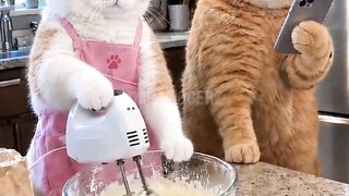 Cat film