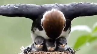 Birds 51