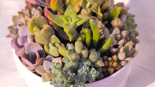 Colorful succulent florarium arrangement