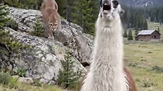 Half the ranchers out here laughed when we bought a llama to guard the foals.