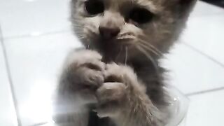 My cat so cute 🥰🥰