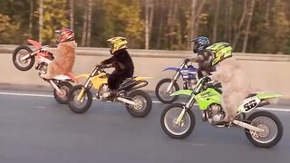 motorcycle racing cat 😹