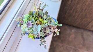 Succulent terrarium arrangement in concrete blue seashell pot