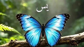 Surah yaseen recition