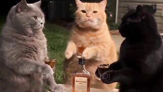 Cool cat 2