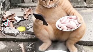 Kucing lucu 91