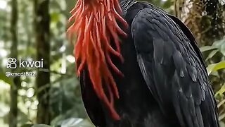 Aves exótico