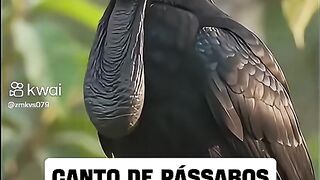 Aves exótico 2